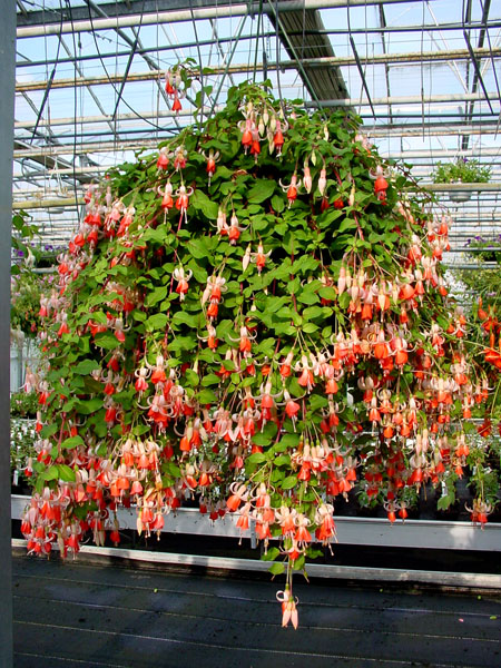 Fuchsia En Kuipplantenkwekerij Gommer