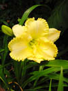 Hemerocallis Ben Adams