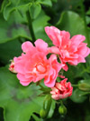 Pelargonium Apricot Queen