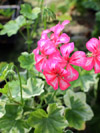 Pelargonium Artic Frost