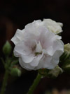 Pelargonium Ice Rose
