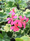 Pelargonium Rose Silver Cascade