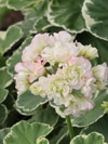 Pelargonium Uaito Ringu