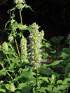 Vaste planten Agastache rugosa Alabaster