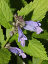 Vaste planten Nepeta subsessilis