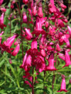Vaste planten Penstemon Schoenholzeri