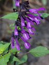 Vaste planten Salvia Amistad