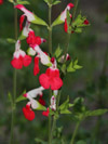 Vaste planten Salvia microphylla Hot Lips